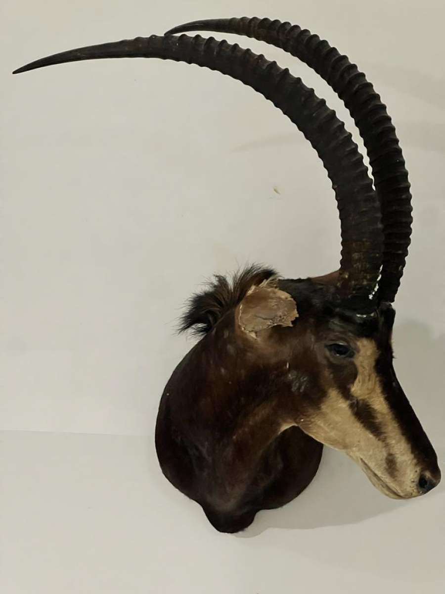 2 Elk heads taxidermy