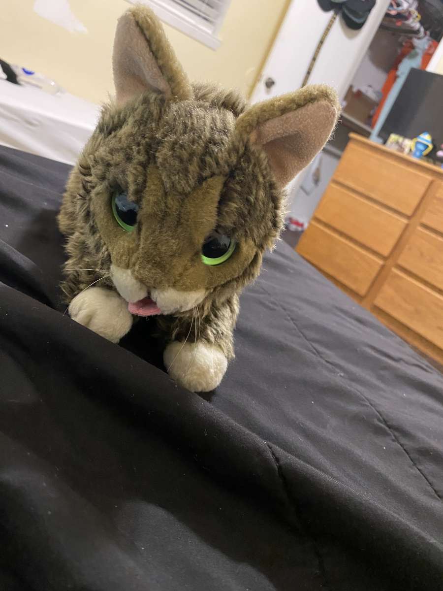 cat plush