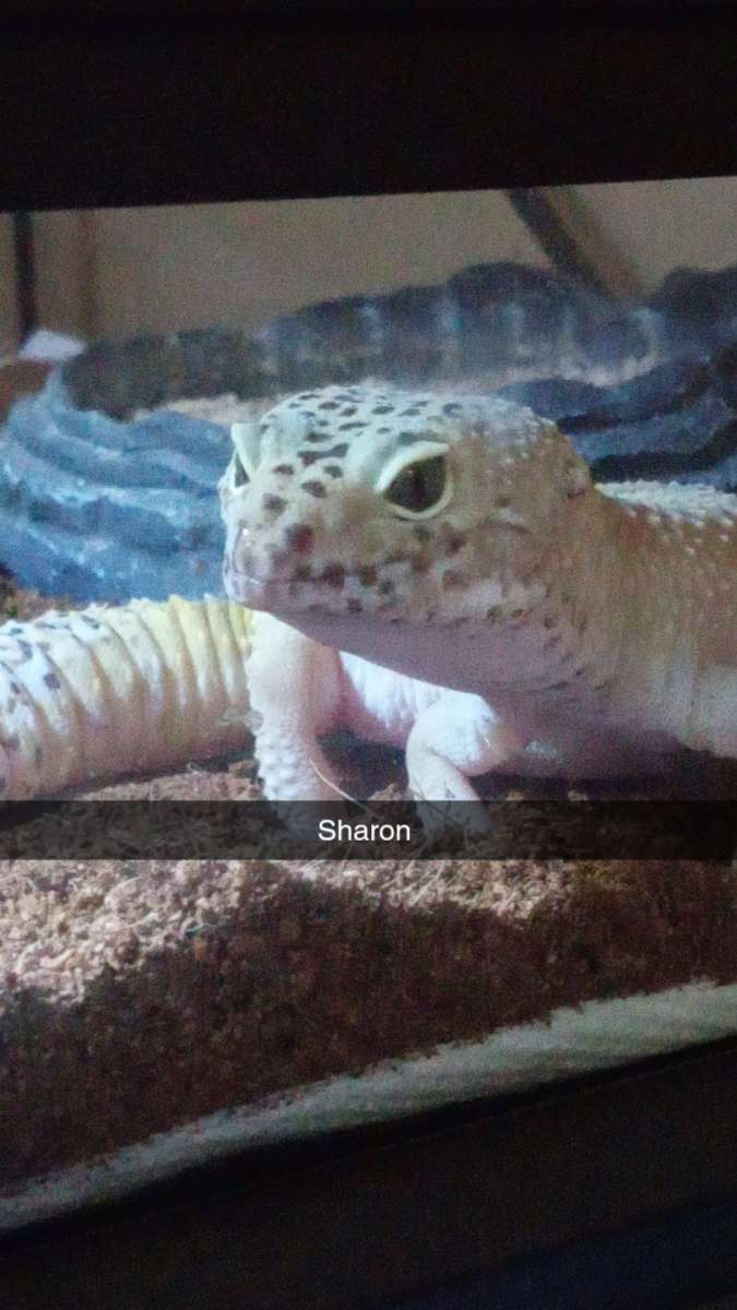 leopard geckos