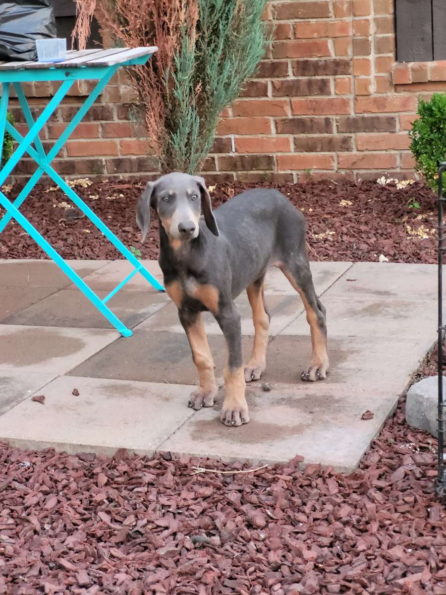 Doberman puppies