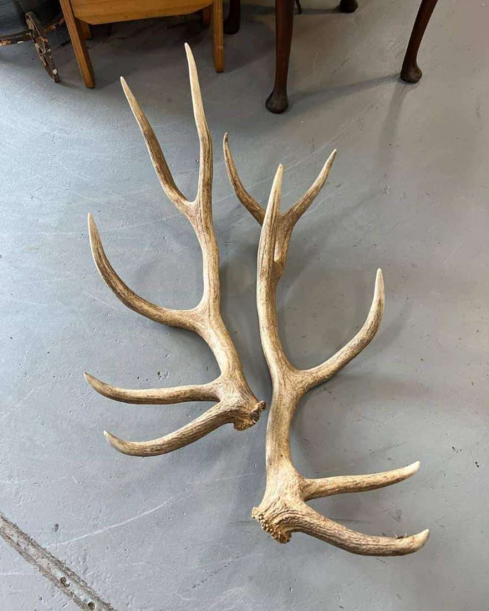 deer antler