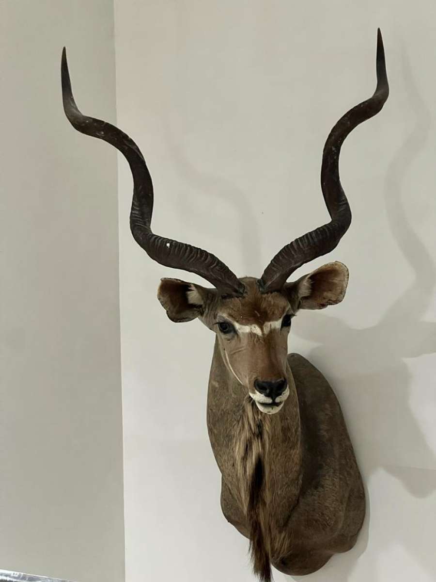 2 Elk heads taxidermy