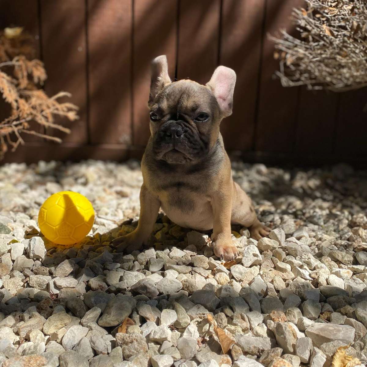 frenchie puppies