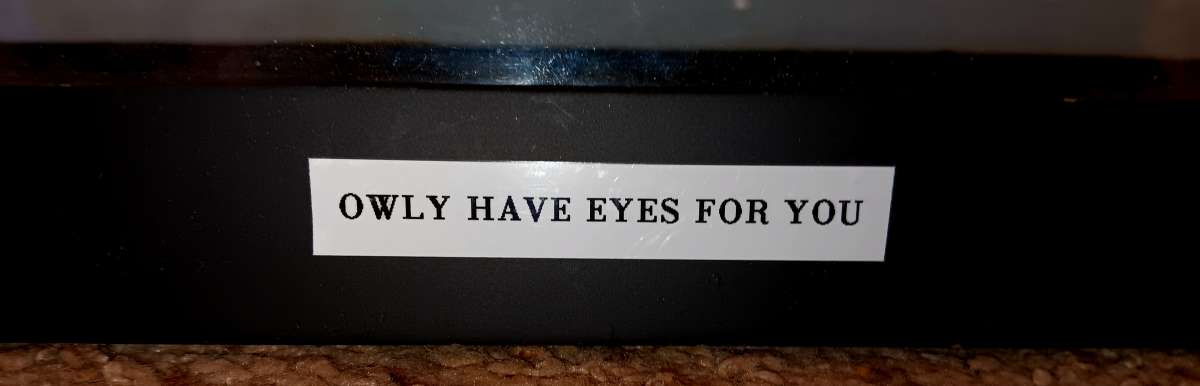 gorgeous owls painting  happy and bright