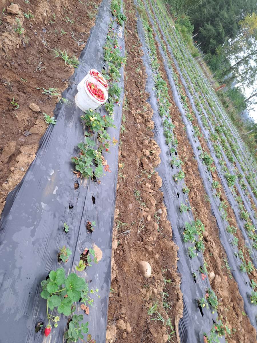 strawberries