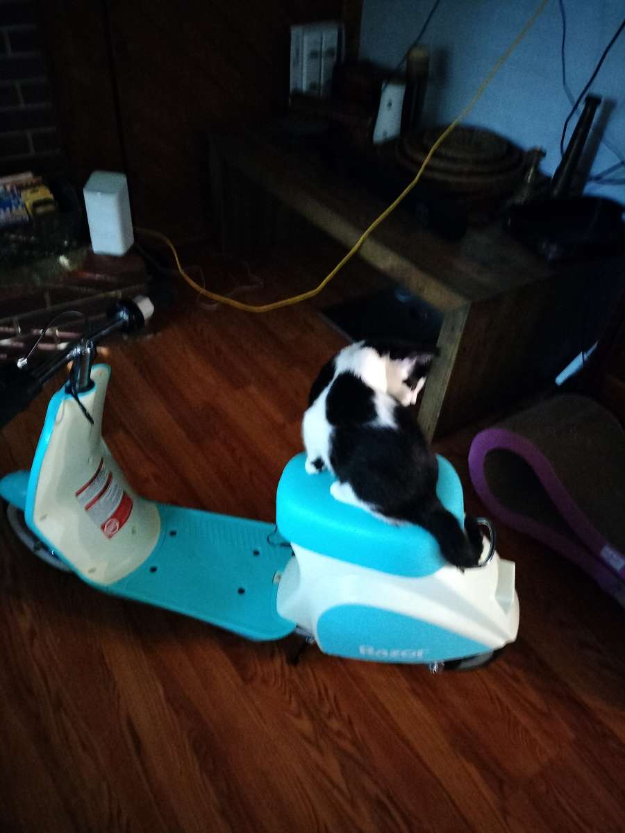 razor pocket pod petit