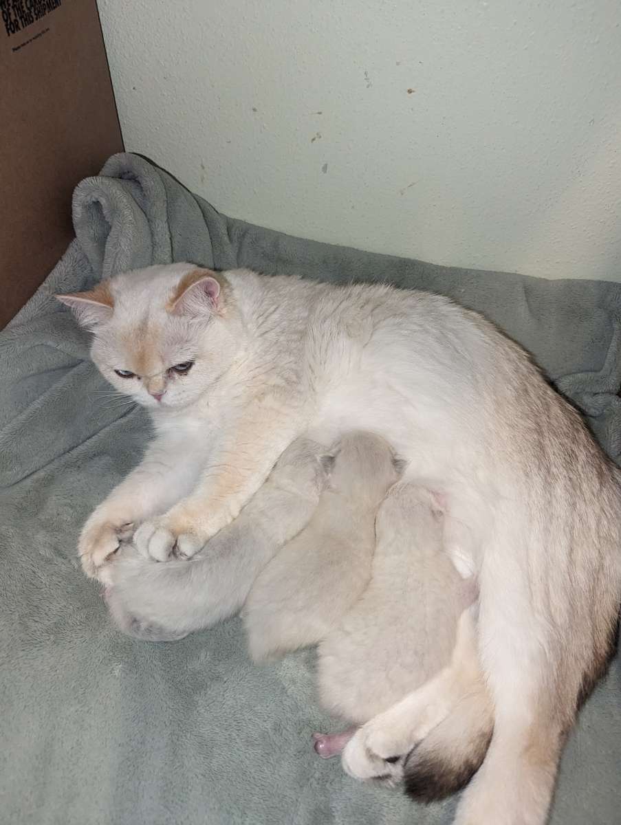 white kitten chinchillas