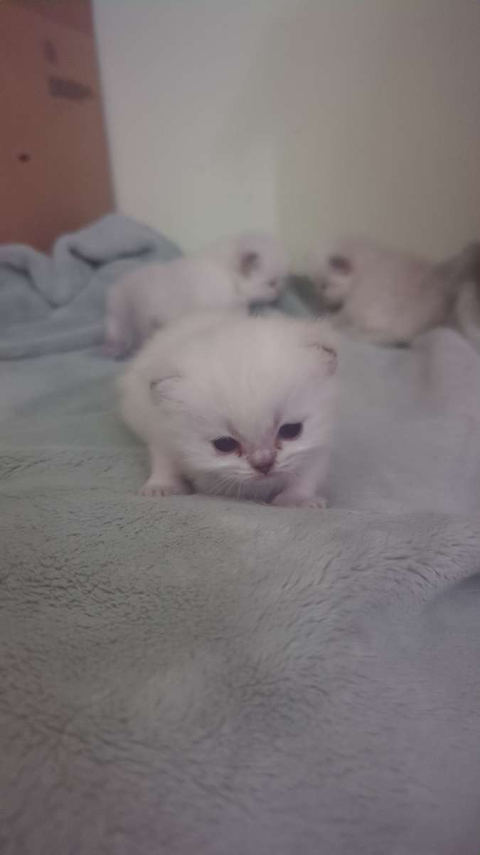 white kitten chinchillas