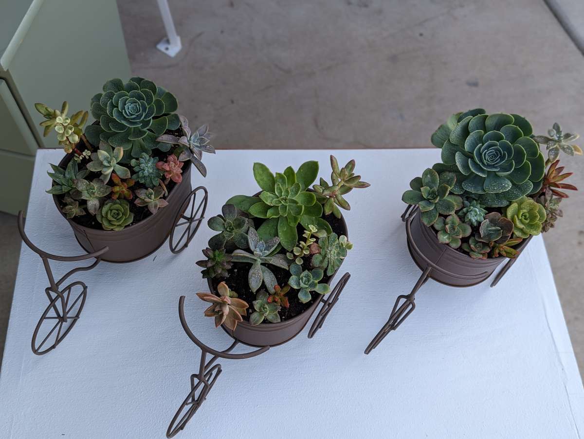 Plants and Arrangements