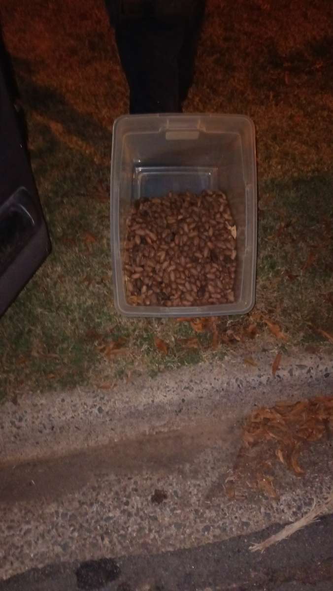 Pecans 5 gallon bucket or 3 per pound
