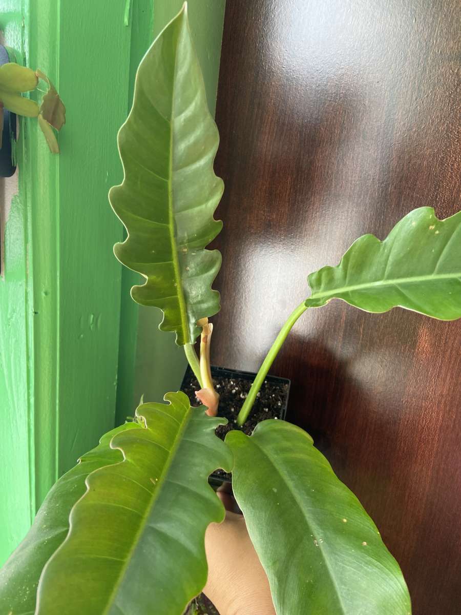 philodendron jungle boogie
