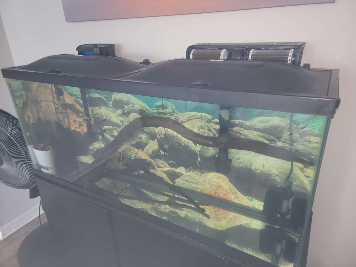 75 gallon Aquarium