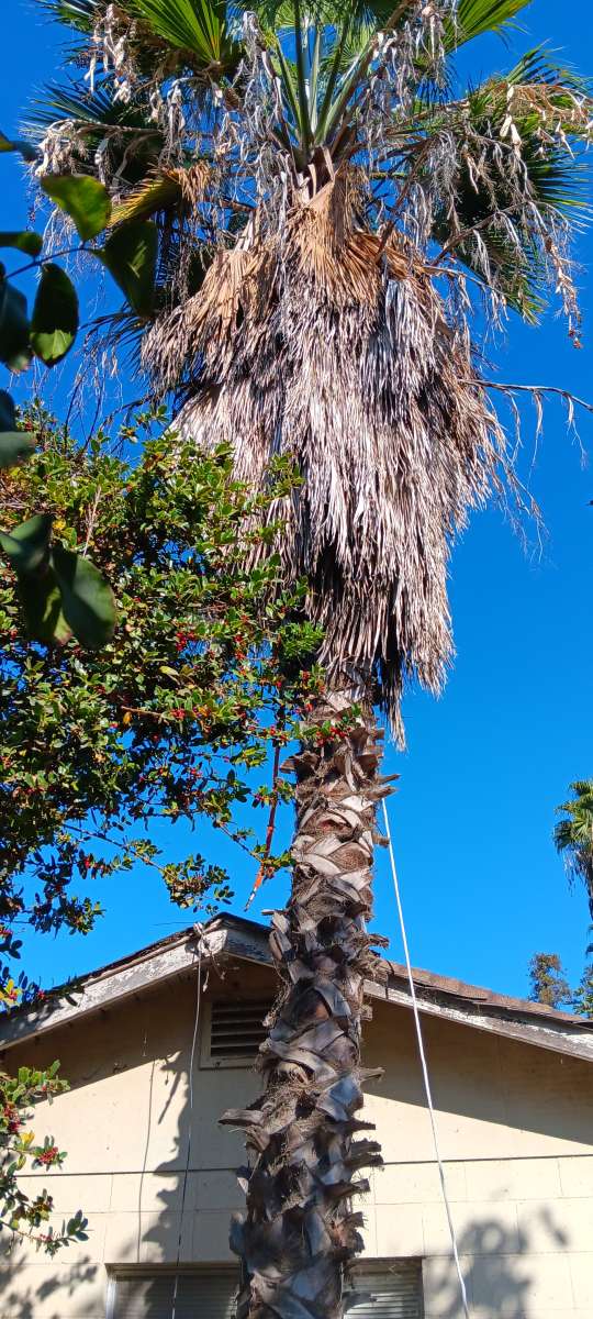 tree climbing trimminf