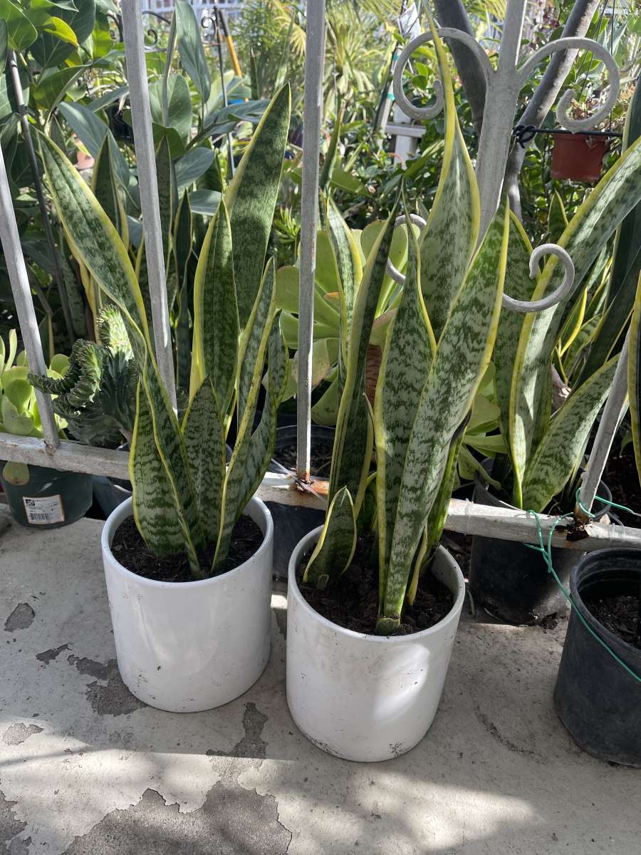 snak plant in ceramic pot