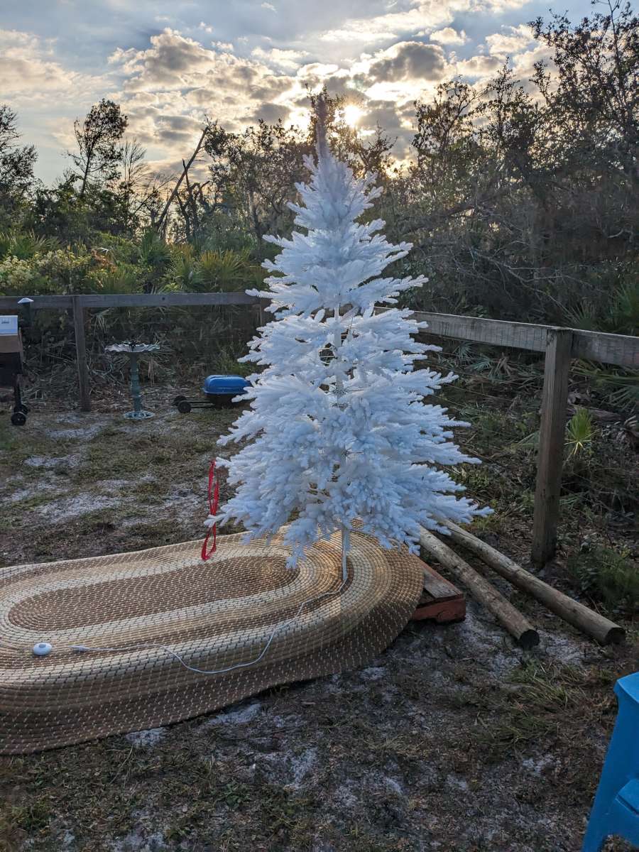 Balsam Christmas tree  Denali white