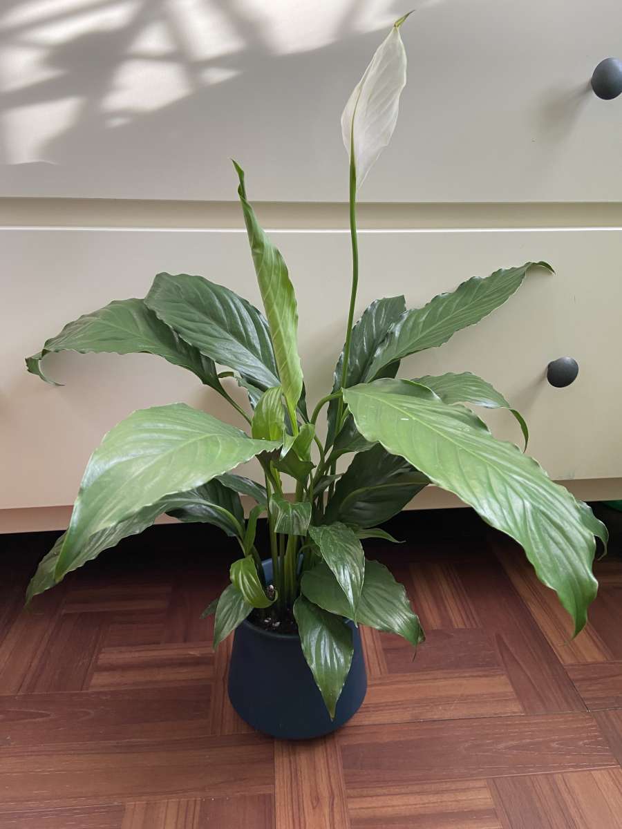 peace lily with creamic pot