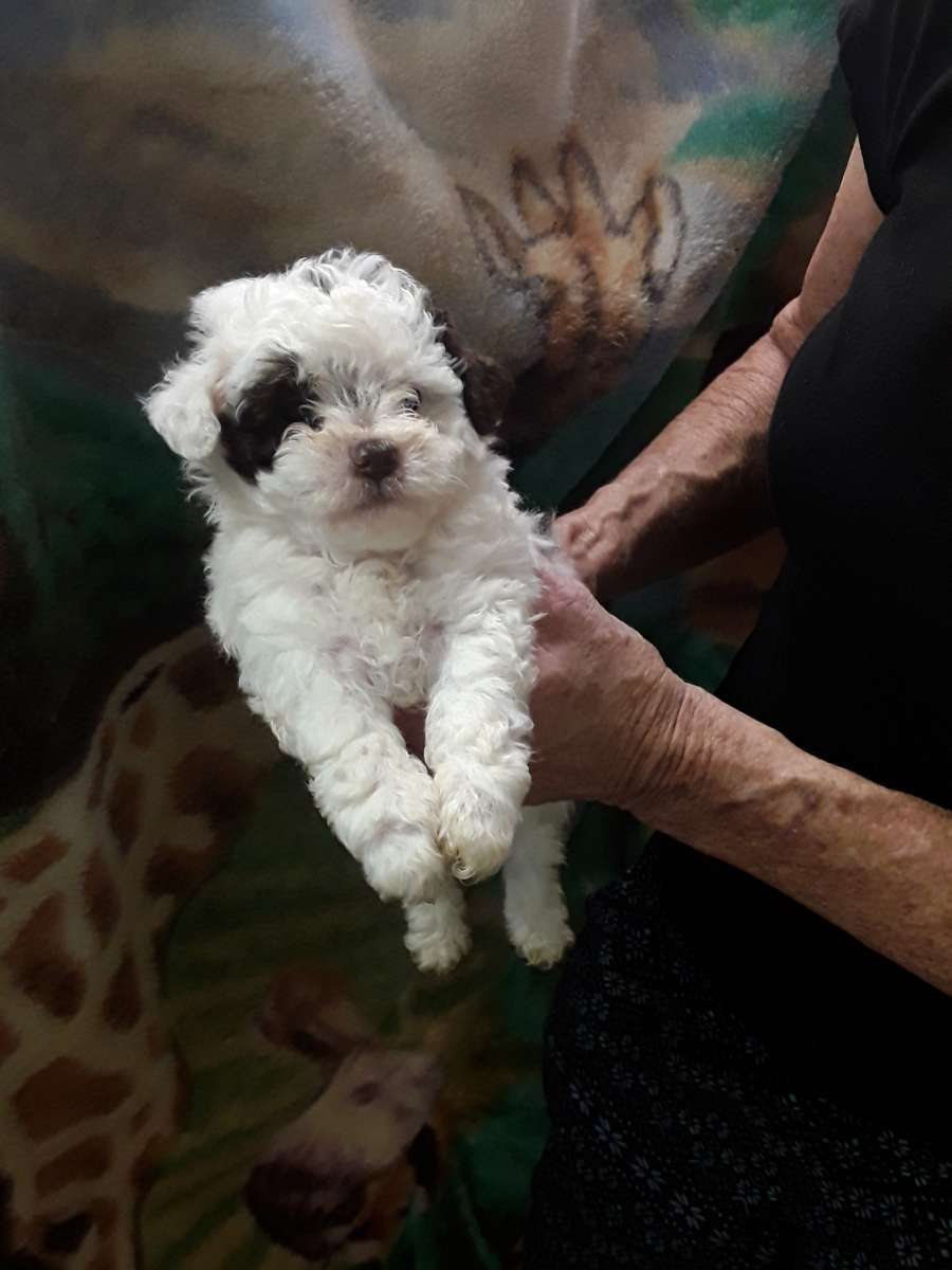 shihpoo puppies