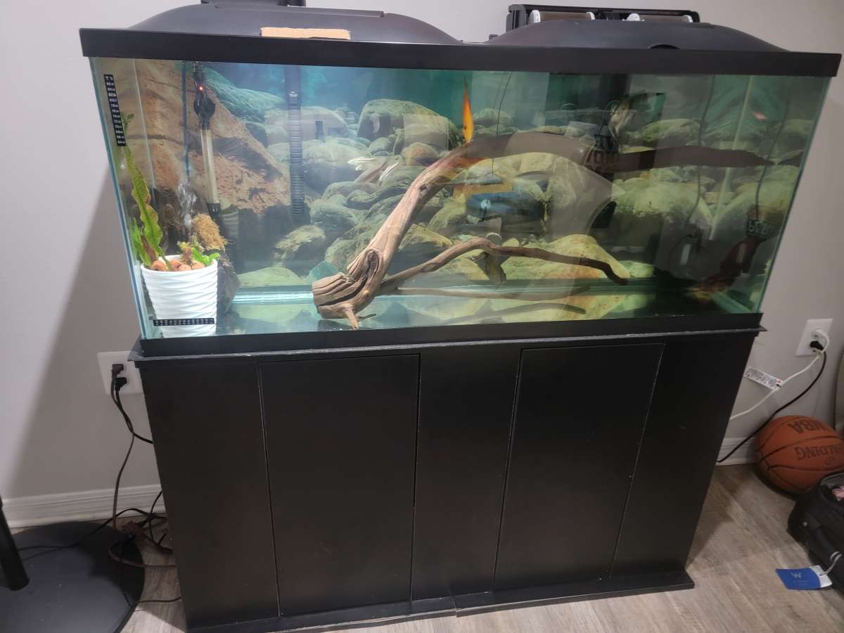 75 gallon Aquarium