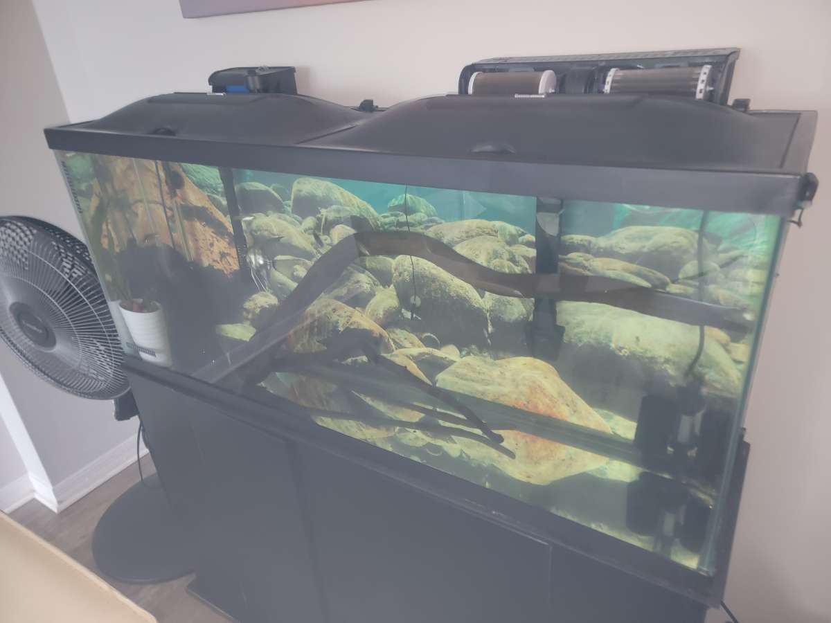 75 gallon Aquarium