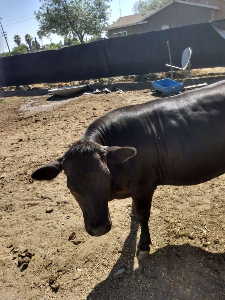 Bags of Fresh Manure