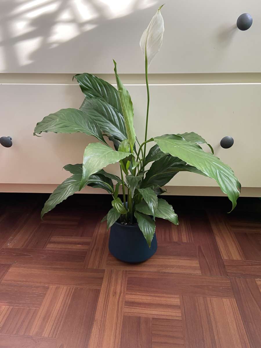 peace lily with creamic pot