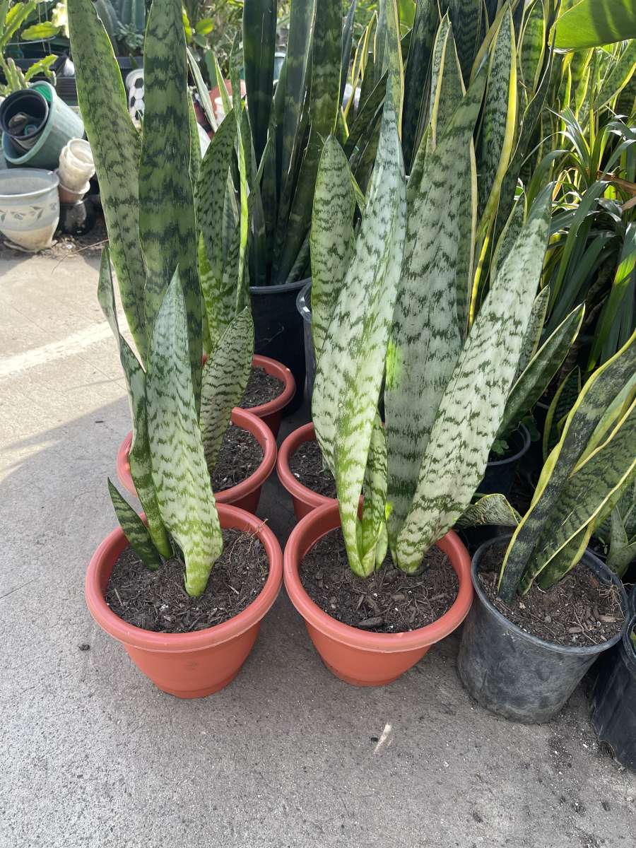 snake plant