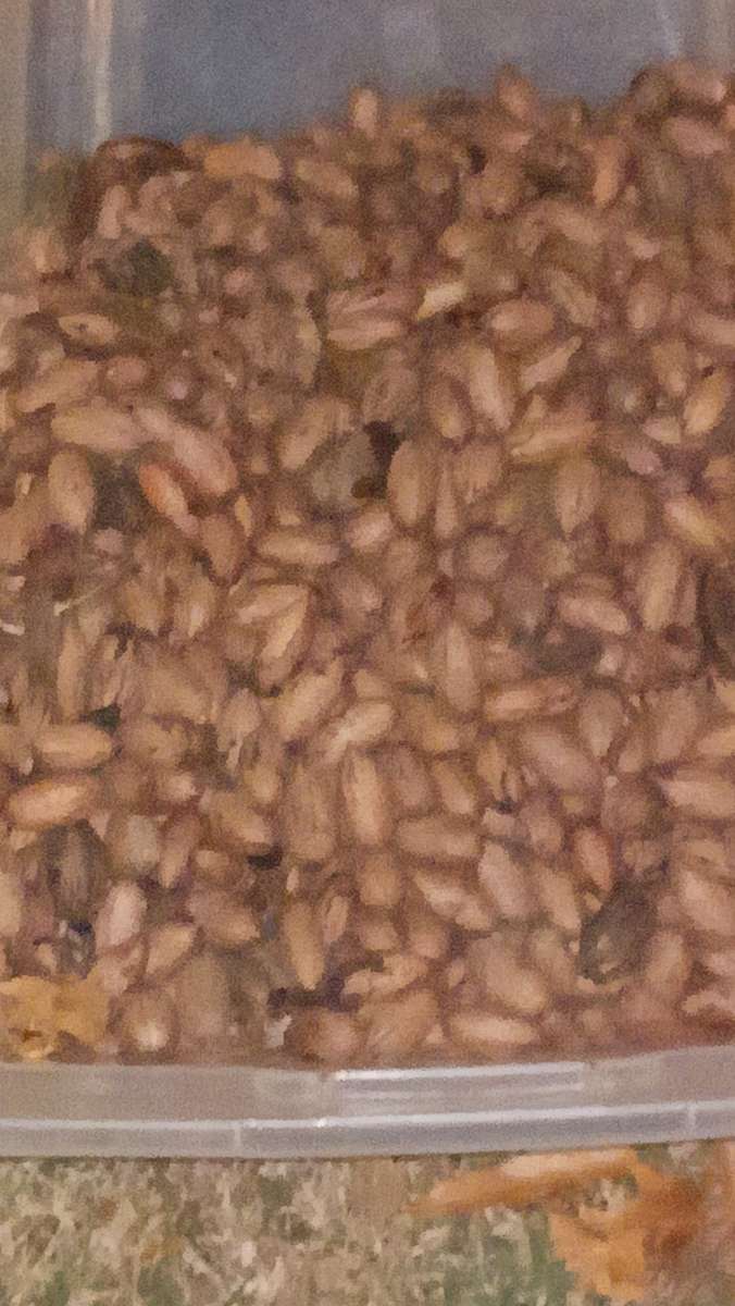 Pecans 5 gallon bucket or 3 per pound