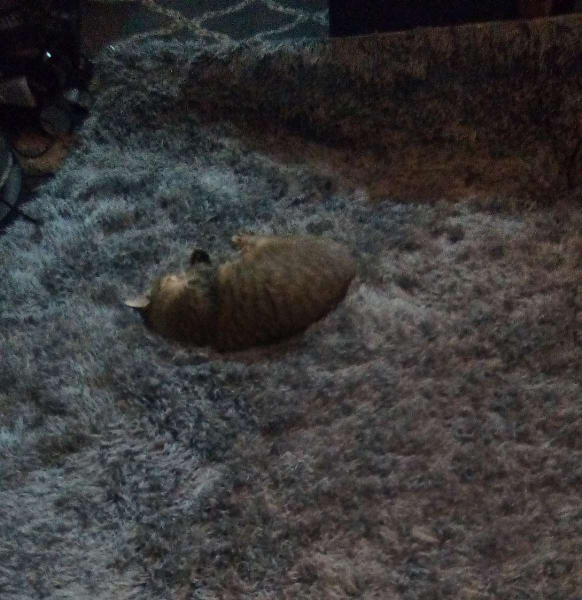 large shaggy rug