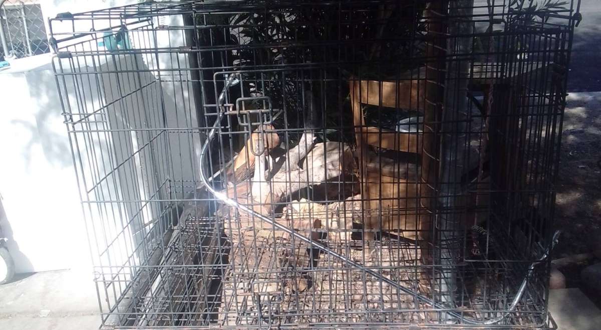 Dog Kennels Cages