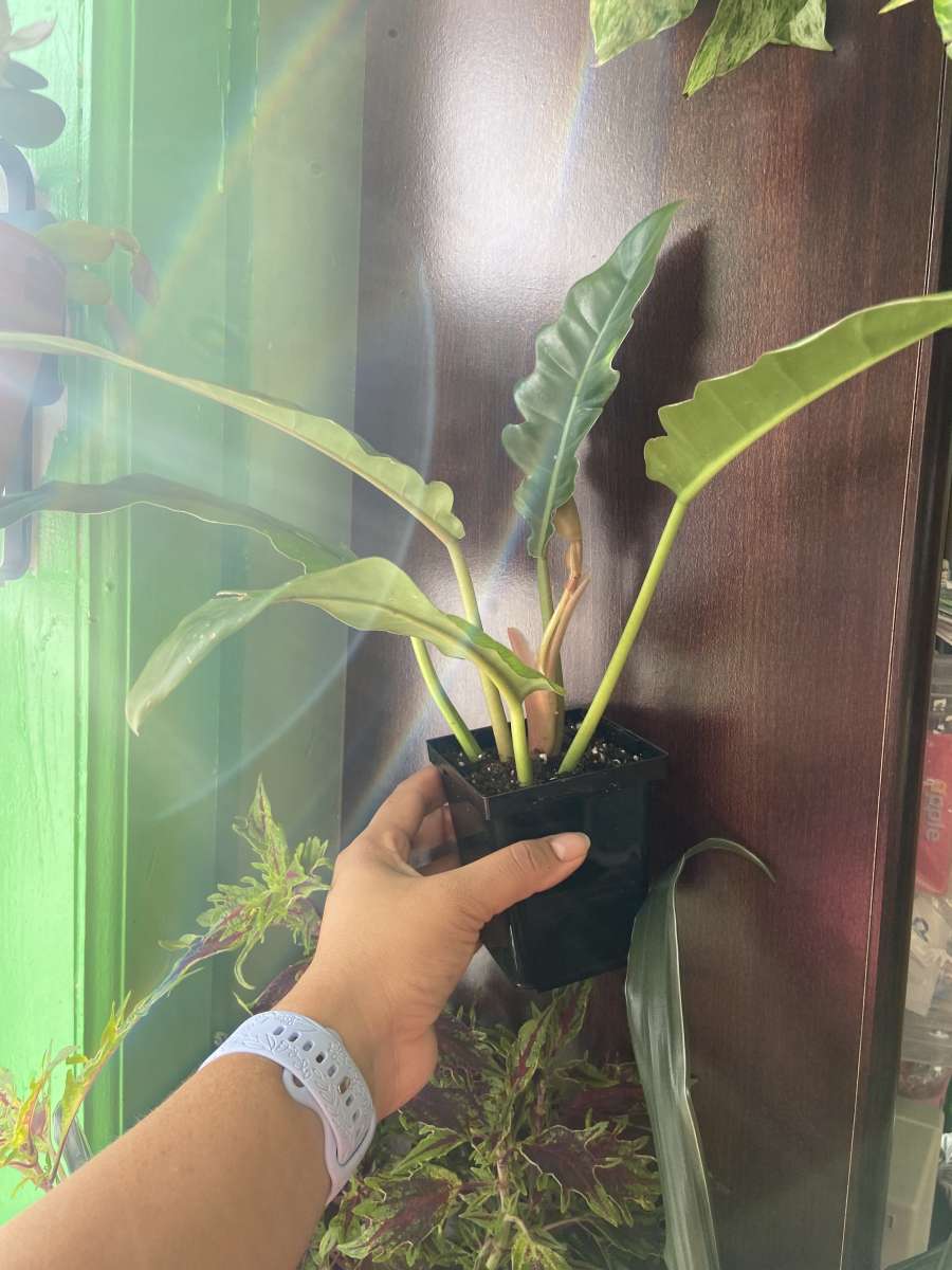 philodendron jungle boogie