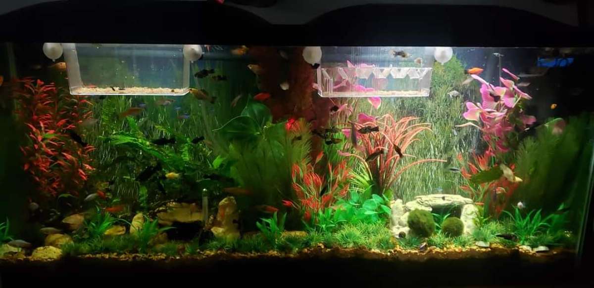 55 gal fish tank