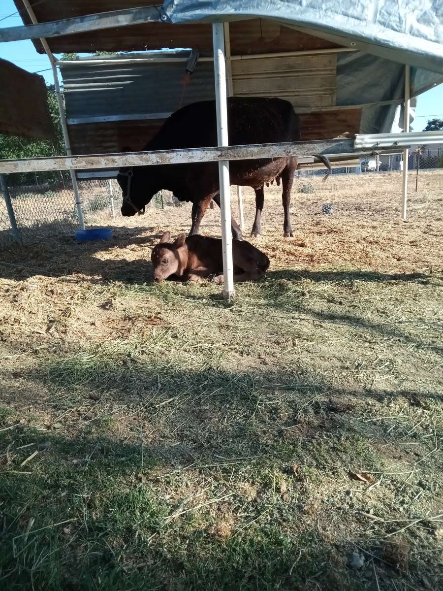 Bags of Fresh Manure