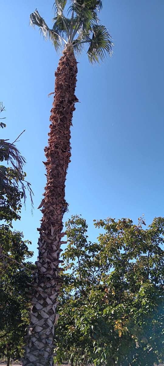 tree climbing trimminf