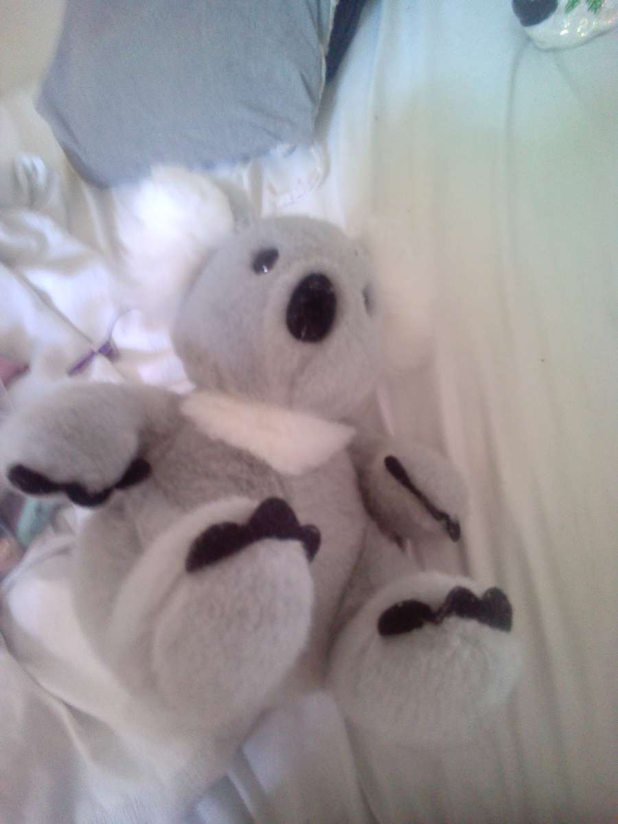 koala plush