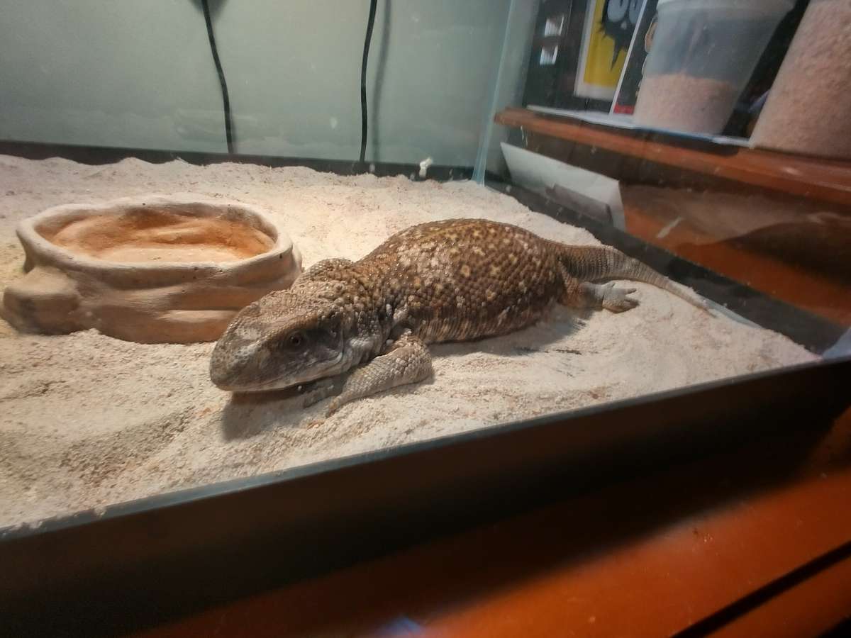 selling juvenile  female savannah monitor