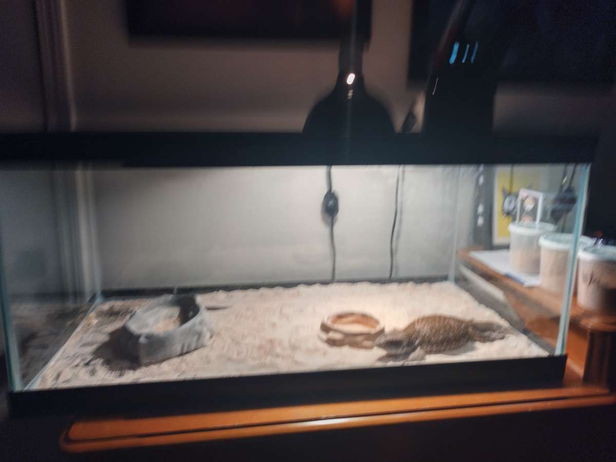 selling juvenile  female savannah monitor