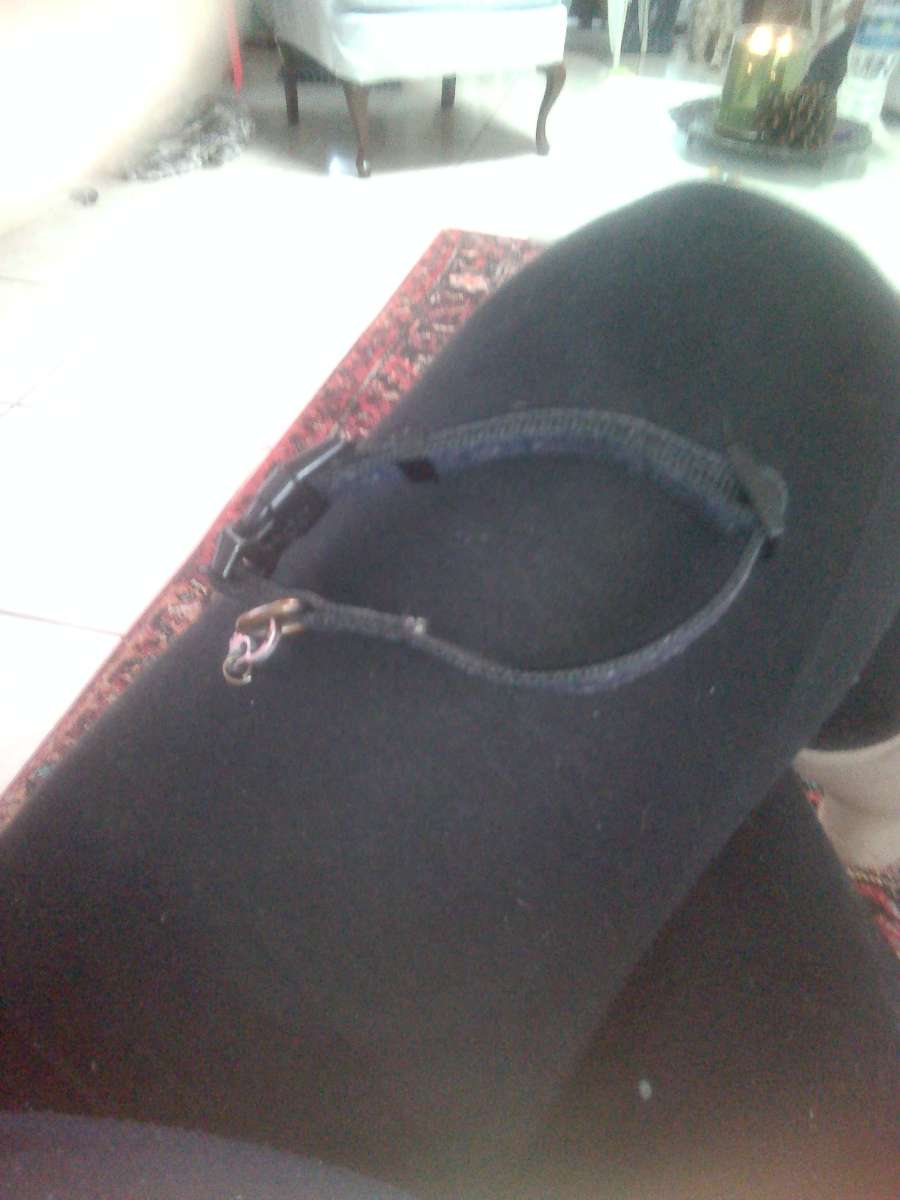 small dog or cat Mickey mouse collar