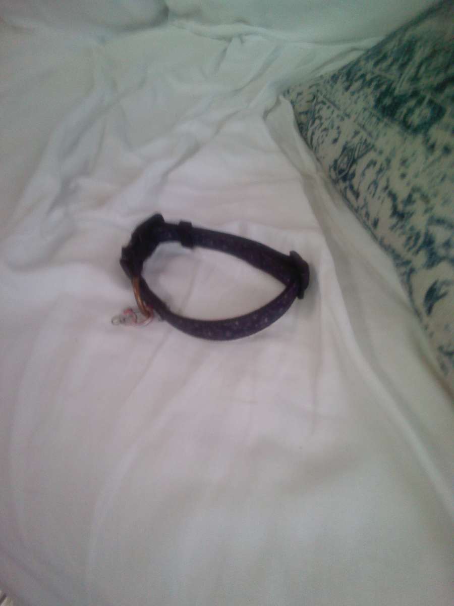 small dog or cat Mickey mouse collar