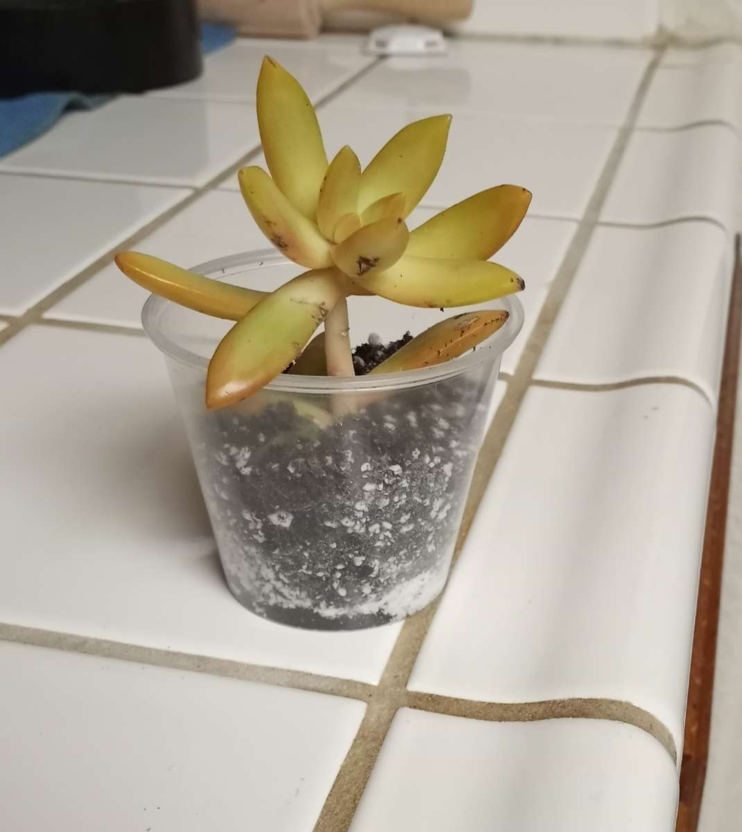 Sedum Copperstone succulents