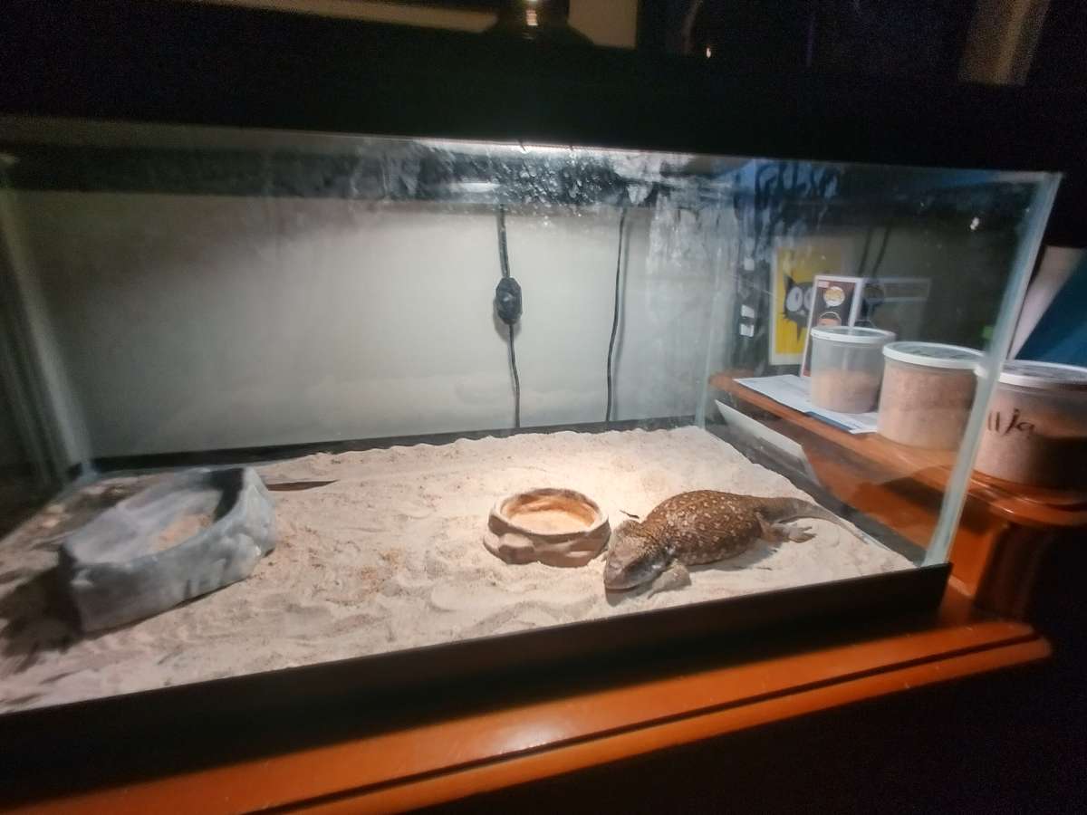 selling juvenile  female savannah monitor