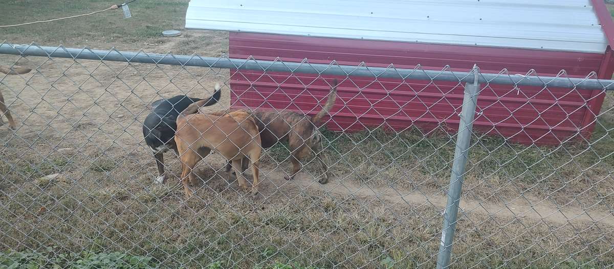 free dogs