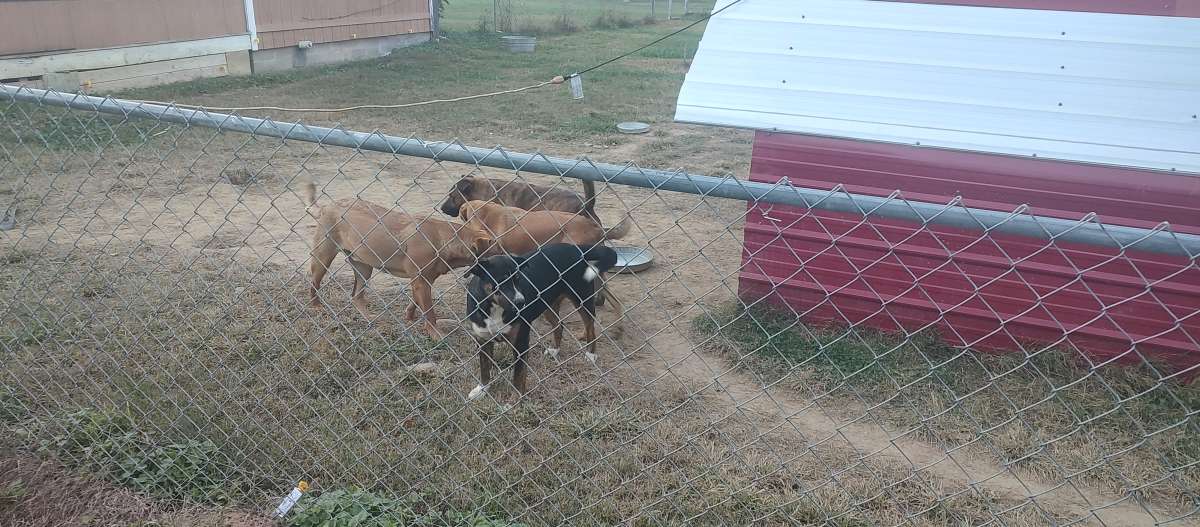 free dogs