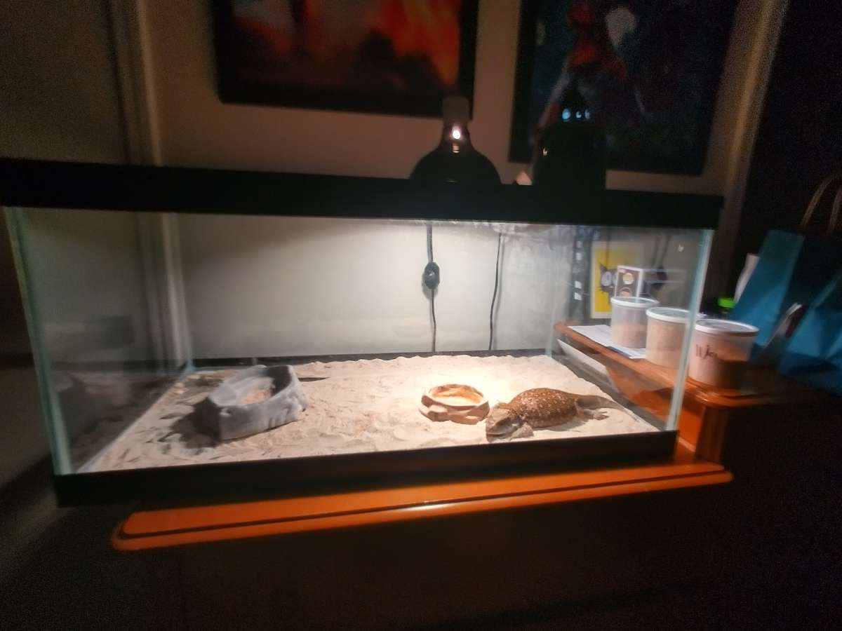 selling juvenile  female savannah monitor