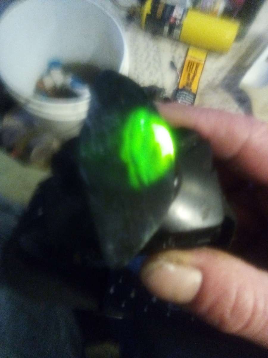 authentic Washington State Jade