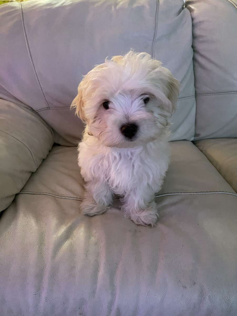 MALTESE MALE