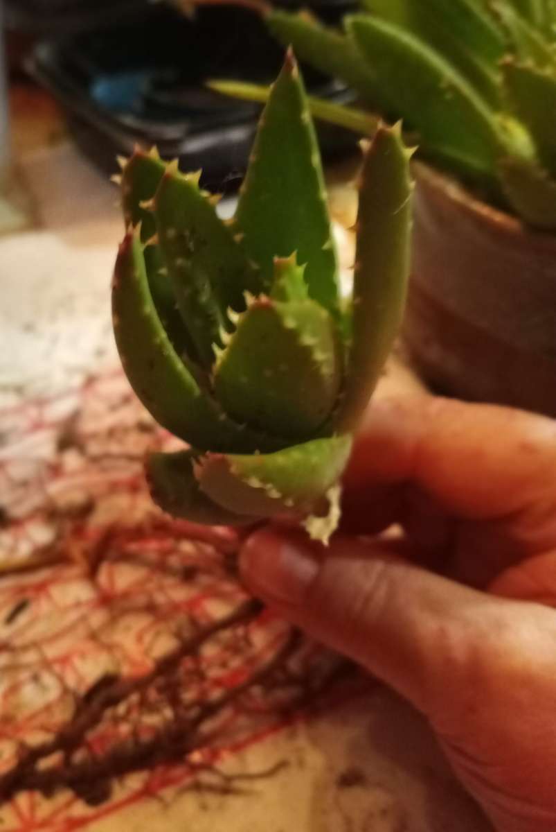 succulents mitre aloe