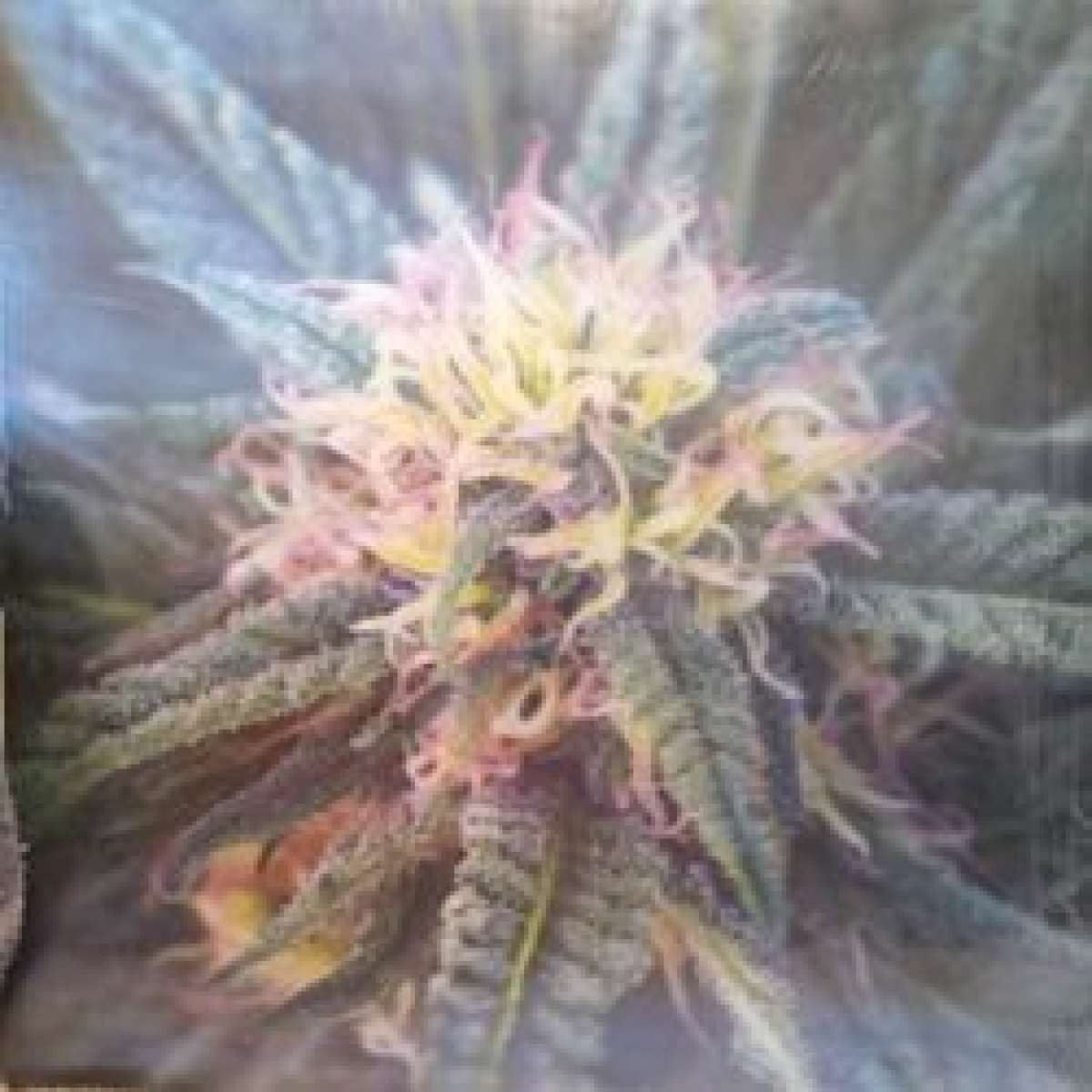 2 3d halographic Bud pictures