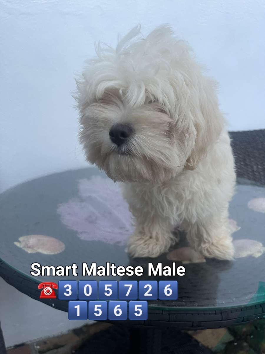 MALTESE MALE