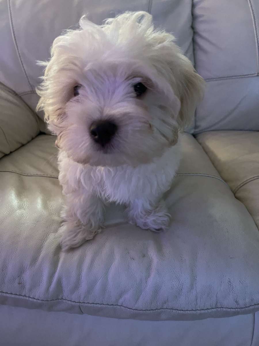 MALTESE MALE