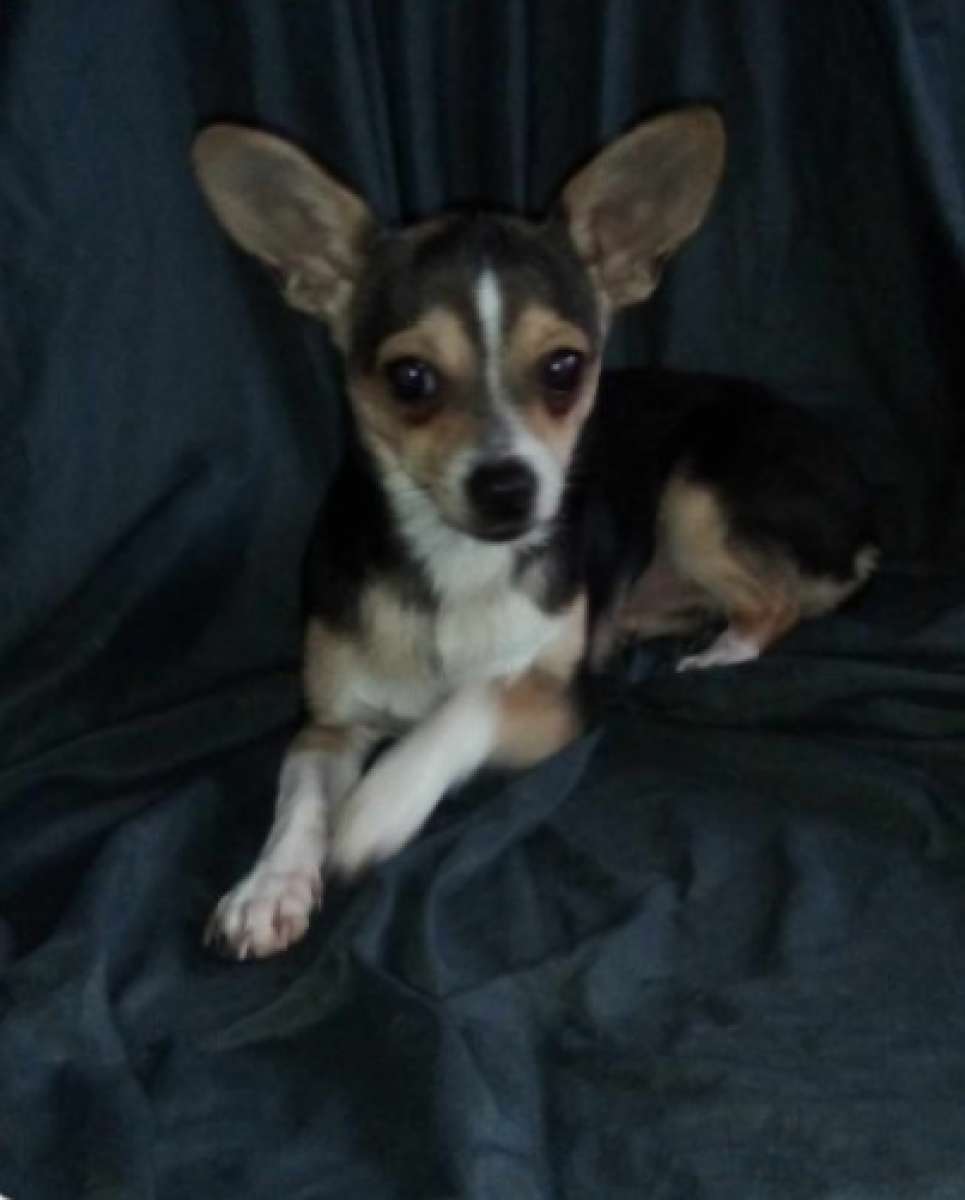 Chihuahua
